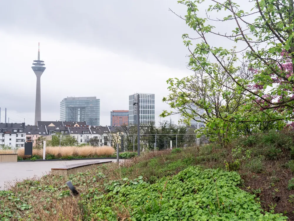 Begrünte Dachterrasse mit Blick auf den Düsseldorfer Rheinturm
